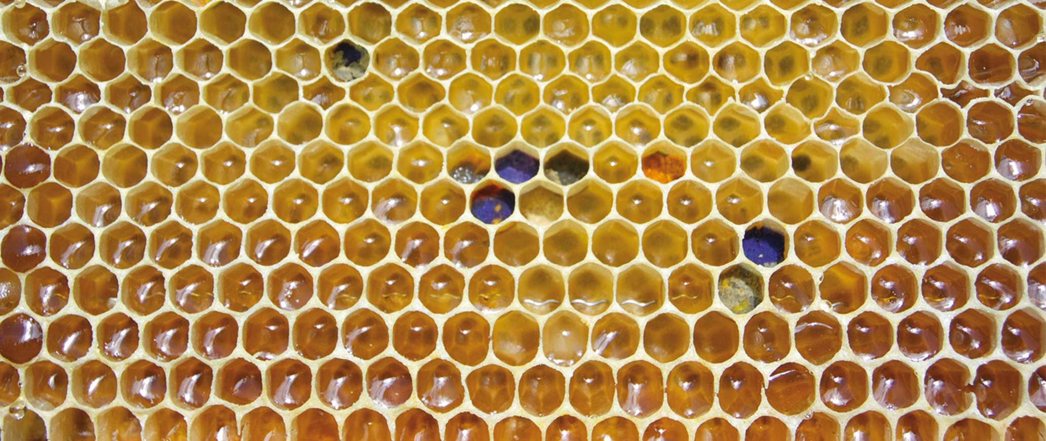 Producción de cera y panales de abejas - Educación ambiental Madrid